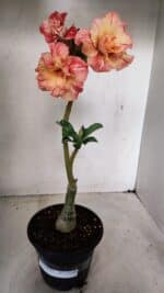 ENXERTO 12258 – 30cm (cor LM 582) - Imagem 9