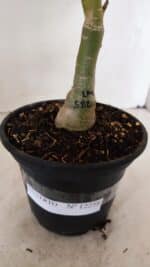 ENXERTO 12258 – 30cm (cor LM 582) - Imagem 8