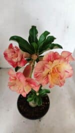 ENXERTO 12258 – 30cm (cor LM 582) - Imagem 3