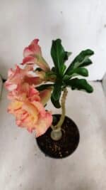 ENXERTO 12258 – 30cm (cor LM 582) - Imagem 7