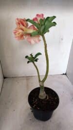 ENXERTO 12258 – 30cm (cor LM 582) - Imagem 6