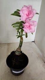 ENXERTO 12259 – 25cm (cor LM 08) - Imagem 2