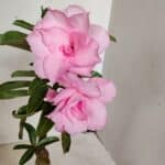 ENXERTO 12259 – 25cm (cor LM 08)