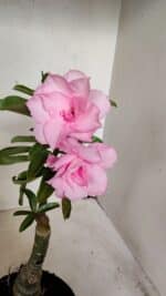 ENXERTO 12259 – 25cm (cor LM 08)