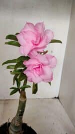 ENXERTO 12259 – 25cm (cor LM 08) - Imagem 4