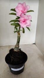 ENXERTO 12259 – 25cm (cor LM 08) - Imagem 10