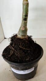 ENXERTO 12259 – 25cm (cor LM 08) - Imagem 9