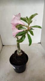 ENXERTO 12259 – 25cm (cor LM 08) - Imagem 8