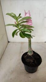 ENXERTO 12259 – 25cm (cor LM 08) - Imagem 7