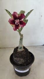 ENXERTO 12261 – 20cm (cor LM 990) - Imagem 2