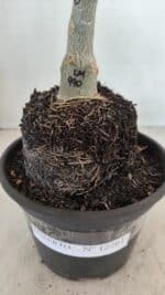 ENXERTO 12261 – 20cm (cor LM 990) - Imagem 6