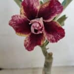 ENXERTO 12261 – 20cm (cor LM 990)