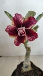 ENXERTO 12261 – 20cm (cor LM 990)