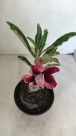 ENXERTO 12261 – 20cm (cor LM 990) - Imagem 4