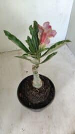 ENXERTO 12261 – 20cm (cor LM 990) - Imagem 5