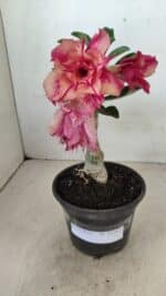 ENXERTO 12262 – 20cm (cor LM 402) - Imagem 2