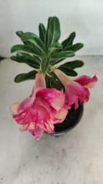 ENXERTO 12262 – 20cm (cor LM 402) - Imagem 4