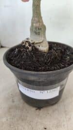 ENXERTO 12262 – 20cm (cor LM 402) - Imagem 7