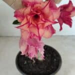 ENXERTO 12262 – 20cm (cor LM 402)