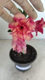 ENXERTO 12262 – 20cm (cor LM 402)