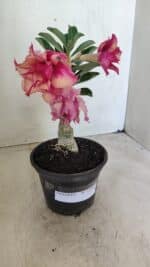 ENXERTO 12262 – 20cm (cor LM 402) - Imagem 5