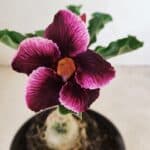 ENXERTO 12263 – 20cm (cor LM 499)