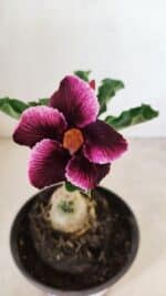 ENXERTO 12263 – 20cm (cor LM 499)