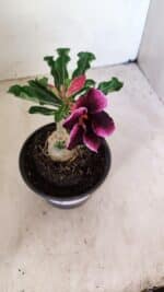 ENXERTO 12263 – 20cm (cor LM 499) - Imagem 4