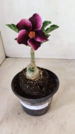 ENXERTO 12263 – 20cm (cor LM 499) - Imagem 7