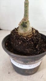 ENXERTO 12263 – 20cm (cor LM 499) - Imagem 6