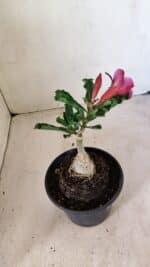 ENXERTO 12263 – 20cm (cor LM 499) - Imagem 5