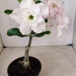 ENXERTO 12264 – 22cm (cor LM 615)