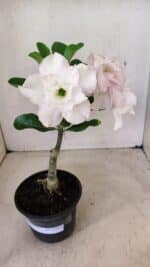 ENXERTO 12264 – 22cm (cor LM 615)