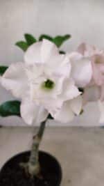 ENXERTO 12264 – 22cm (cor LM 615) - Imagem 8