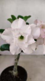 ENXERTO 12264 – 22cm (cor LM 615) - Imagem 3