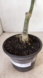 ENXERTO 12264 – 22cm (cor LM 615) - Imagem 7