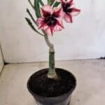 ENXERTO 12265 – 20cm (cor LM 424)