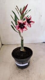 ENXERTO 12265 – 20cm (cor LM 424)