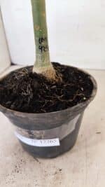 ENXERTO 12265 – 20cm (cor LM 424) - Imagem 6