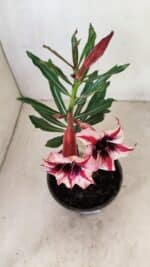 ENXERTO 12265 – 20cm (cor LM 424) - Imagem 3