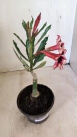 ENXERTO 12265 – 20cm (cor LM 424) - Imagem 5