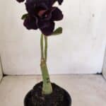 ENXERTO 12266 – 20cm (cor LM 449)