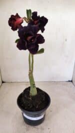 ENXERTO 12266 – 20cm (cor LM 449)