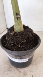 ENXERTO 12266 – 20cm (cor LM 449) - Imagem 6