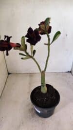 ENXERTO 12266 – 20cm (cor LM 449) - Imagem 4