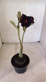 ENXERTO 12266 – 20cm (cor LM 449) - Imagem 5