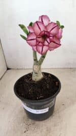 ENXERTO 12267 – 20cm (cor LM 149) - Imagem 2