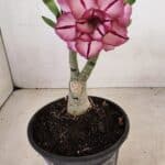 ENXERTO 12267 – 20cm (cor LM 149)