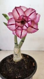 ENXERTO 12267 – 20cm (cor LM 149) - Imagem 7