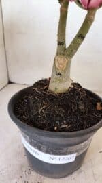 ENXERTO 12267 – 20cm (cor LM 149) - Imagem 6